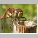 Sympetrum striolatum - Grosse Heidelibelle m03.jpg